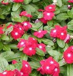 庭の花 ツルニチニチソウ、カイエンジャスミン、ニチニチソウ、古い女中、ビンカバラ, Catharanthus roseus = Vinca rosea 赤 フォト, 説明 と 栽培, 成長 と 特性