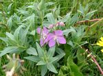 Have Blomster Rosebay Pileurt, Epilobium pink Foto, beskrivelse og dyrkning, voksende og egenskaber
