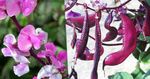 I fiori da giardino Ruby Fagiolo Bagliore Giacinto, Dolichos lablab, Lablab purpureus rosa foto, descrizione e la lavorazione, la coltivazione e caratteristiche