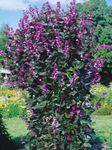 Zahradní květiny Ruby Záře Hyacint Bean, Dolichos lablab, Lablab purpureus šeřík fotografie, popis a kultivace, pěstování a charakteristiky