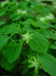 green Flower Rue anemone characteristics and Photo
