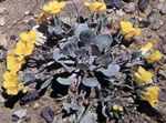 Tuin Bloemen Rydberg Twinpod, Dubbele Bladderpod, Physaria geel foto, beschrijving en teelt, groeiend en karakteristieken