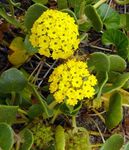 Garden Flowers Sand Verbena, Abronia yellow Photo, description and cultivation, growing and characteristics