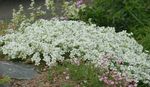 Flores do Jardim Sandwort, Minuartia branco foto, descrição e cultivo, crescente e características