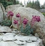 bordo çiçek Saxifraga özellikleri ve fotoğraf