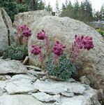 Hage blomster Saxifraga burgunder Bilde, beskrivelse og dyrking, voksende og kjennetegn