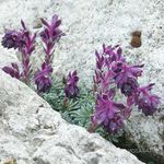 Trädgårdsblommor Saxifraga violett Fil, beskrivning och uppodling, odling och egenskaper