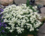 Gartenblumen Saxifraga weiß Foto, Beschreibung und Anbau, wächst und Merkmale