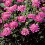  Scabiosa，枕形花 粉红色 照, 描述 和 养殖, 成长 和 特点