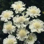 Sodo Gėlės Scabiosa, Adatinė Gėlė baltas Nuotrauka, aprašymas ir auginimas, augantis ir charakteristikos