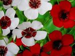 Sodo Gėlės Scarlet Linai, Raudona Linai, Linų Žydėjimas, Linum grandiflorum raudonas Nuotrauka, aprašymas ir auginimas, augantis ir charakteristikos