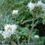 blanc Fleur Monardella Écarlate, La Menthe Coyote Colibri les caractéristiques et Photo