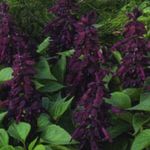 Flores de jardín Salvia Roja, Salvia Escarlata, Salvia splendens púrpura Foto, descripción y cultivo, cultivación y características