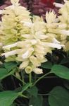 庭の花 スカーレットセージ、スカーレットサルビア、赤セージ、赤サルビア, Salvia splendens ホワイト フォト, 説明 と 栽培, 成長 と 特性