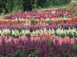 Bahçe Çiçekleri Kızıl Adaçayı, Kızıl Salvia, Kırmızı Adaçayı, Kırmızı Salvia, Salvia splendens pembe fotoğraf, tanım ve yetiştirme, büyüyen ve özellikleri