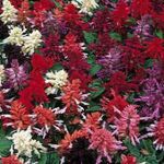 Bahçe Çiçekleri Kızıl Adaçayı, Kızıl Salvia, Kırmızı Adaçayı, Kırmızı Salvia, Salvia splendens bordo fotoğraf, tanım ve yetiştirme, büyüyen ve özellikleri