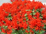 Hage blomster Scarlet Salvie, Rød Salvie, Salvia splendens rød Bilde, beskrivelse og dyrking, voksende og kjennetegn