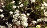Garden Flowers Schivereckia white Photo, description and cultivation, growing and characteristics