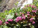 Puutarhakukat Schizocodon Soldanelloides pinkki kuva, tuntomerkit ja muokkaus, viljely ja ominaisuudet