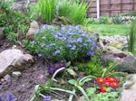 I fiori da giardino Scrambling Gromwell, Lithospermum azzurro foto, descrizione e la lavorazione, la coltivazione e caratteristiche