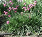 pink Flower Sea pink, Sea thrift characteristics and Photo