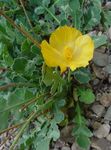 Садовые Цветы Глауциум, Glaucium желтый Фото, описание и выращивание, выращивание и характеристика