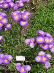 Have Blomster Seaside Daisy, Strand Aster, Flebane, Erigeron glaucus lilla Foto, beskrivelse og dyrkning, voksende og egenskaber