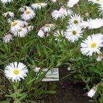 bláthanna gairdín Nóinín Cois Farraige, Aster Trá, Flebane, Erigeron glaucus bán Photo, Cur síos agus saothrú, ag fás agus saintréithe