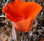 Zahradní květiny Sego Lilie, Tolmie Hvězda Tulipán, Chlupaté Kočička Uši, Calochortus červená fotografie, popis a kultivace, pěstování a charakteristiky