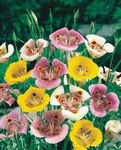 Zahradní květiny Sego Lilie, Tolmie Hvězda Tulipán, Chlupaté Kočička Uši, Calochortus růžový fotografie, popis a kultivace, pěstování a charakteristiky
