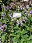 园林花卉 自我修复，自我治愈，治愈一切, Prunella 紫丁香 照, 描述 和 养殖, 成长 和 特点