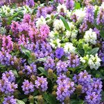 Flores de jardín Auto-Sanar, Selfheal, Sanar A Todos, Prunella blanco Foto, descripción y cultivo, cultivación y características