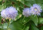Flores de jardín Bits Escabiosa, Arrastrándose Ajedrea De Oveja, Jasione azul claro Foto, descripción y cultivo, cultivación y características