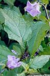 Tuin Bloemen Shoofly Plant, Appel Van Peru, Nicandra physaloides lila foto, beschrijving en teelt, groeiend en karakteristieken