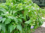Tuin Bloemen Shoofly Plant, Appel Van Peru, Nicandra physaloides lichtblauw foto, beschrijving en teelt, groeiend en karakteristieken