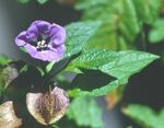 园林花卉 Shoofly厂，秘鲁苹果, Nicandra physaloides 紫 照, 描述 和 养殖, 成长 和 特点