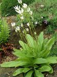 Flores de jardín Estrella Fugaz, Prímula Americano, Jefe Indio, Cabeza De Gallo, Planta Rosa Flamingo, Dodecatheon blanco Foto, descripción y cultivo, cultivación y características