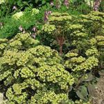 Have Blomster Prangende Stenurt, Hylotelephium spectabile grøn Foto, beskrivelse og dyrkning, voksende og egenskaber