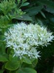 Have Blomster Prangende Stenurt, Hylotelephium spectabile hvid Foto, beskrivelse og dyrkning, voksende og egenskaber