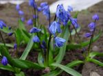 μπλε λουλούδι Σιβηρίας Σκίλλης, Scilla χαρακτηριστικά και φωτογραφία