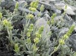 Sodo Gėlės Sideritis Taurica, Sideritis  taurica geltonas Nuotrauka, aprašymas ir auginimas, augantis ir charakteristikos