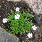 Flores de jardín Silene, Heliosperma, Silene alpestris blanco Foto, descripción y cultivo, cultivación y características