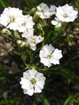 Gartenblumen Silene Alpestris weiß Foto, Beschreibung und Anbau, wächst und Merkmale