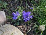 světle modrá Květina Stříbřitý Trpaslík Harebell charakteristiky a fotografie