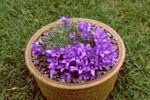 purpurowy Kwiat Edrayantus charakterystyka i zdjęcie
