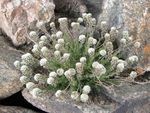 Gartenblumen Smelovskia weiß Foto, Beschreibung und Anbau, wächst und Merkmale