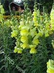 yellow Flower Snapdragon, Weasel's Snout characteristics and Photo