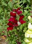burgundy Flower Snapdragon, Weasel's Snout characteristics and Photo