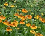 orange  Sneezeweed, Helen's Flower, Dogtooth Daisy characteristics and Photo