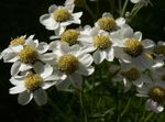 Gradina Flori Sneezewort, Sneezeweed, Brideflower, Achillea ptarmica alb fotografie, descriere și cultivare, în creștere și caracteristici